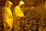 Una planta completa de fabricación de cannabis llave en mano 8